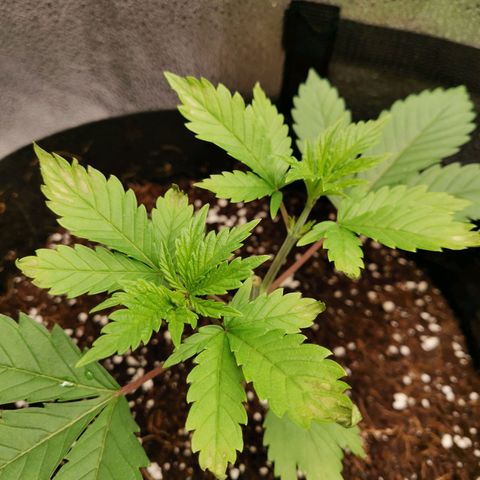 SF2000 - First Grow growlog timeline photo