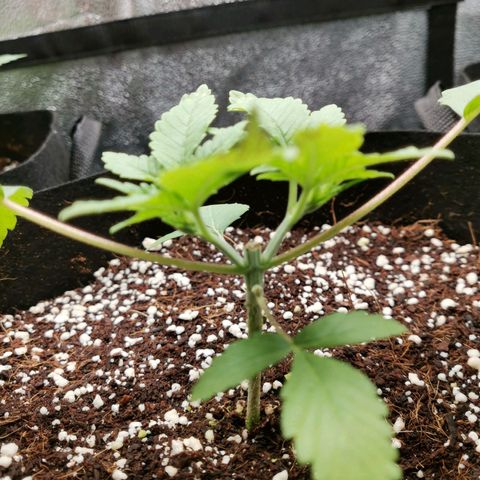 SF2000 - First Grow growlog timeline photo