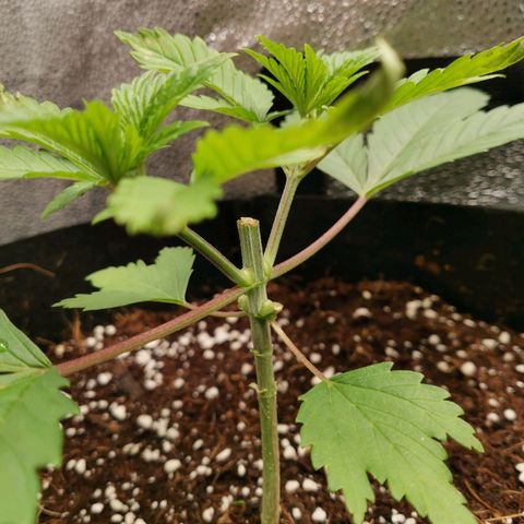 SF2000 - First Grow growlog timeline photo
