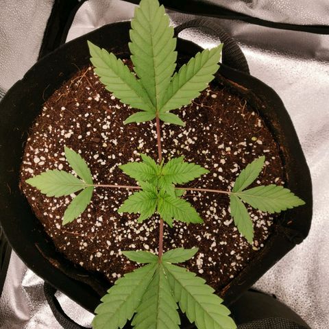 SF2000 - First Grow growlog timeline photo