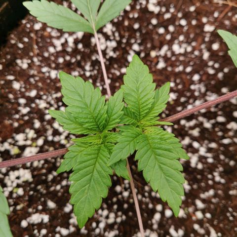 SF2000 - First Grow growlog timeline photo