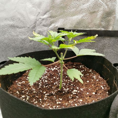SF2000 - First Grow growlog timeline photo