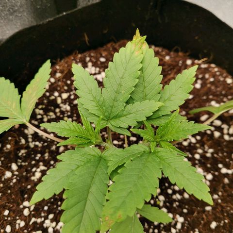 SF2000 - First Grow growlog timeline photo