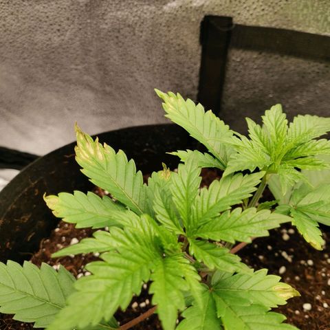 SF2000 - First Grow growlog timeline photo