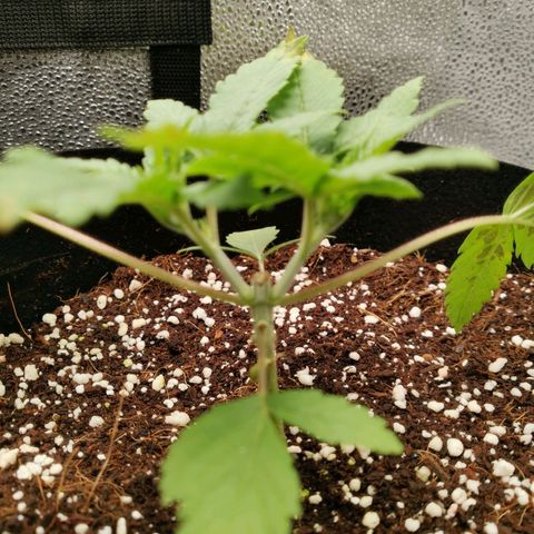 SF2000 - First Grow growlog timeline photo