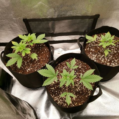 SF2000 - First Grow growlog timeline photo