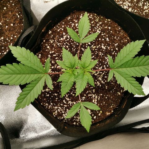 SF2000 - First Grow growlog timeline photo