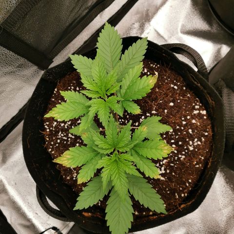 SF2000 - First Grow growlog timeline photo