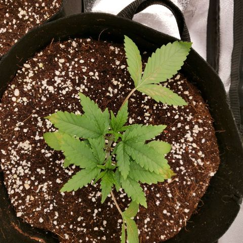 SF2000 - First Grow growlog timeline photo