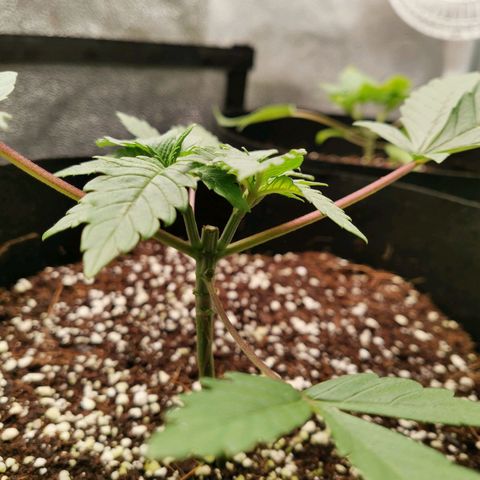 SF2000 - First Grow growlog timeline photo