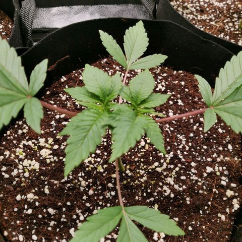 SF2000 - First Grow growlog timeline photo