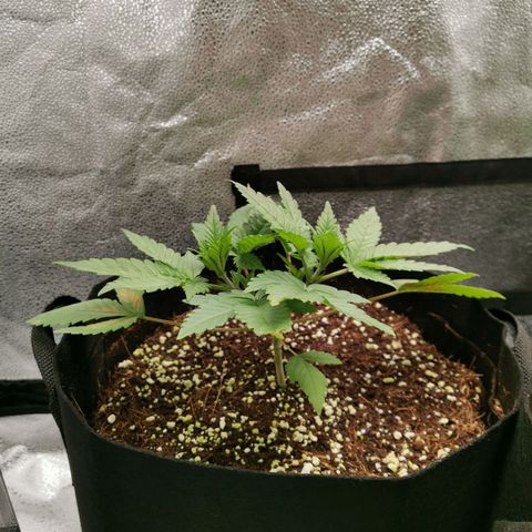 SF2000 - First Grow growlog timeline photo