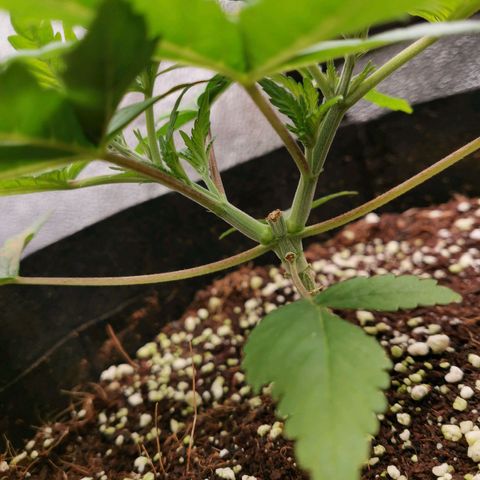 SF2000 - First Grow growlog timeline photo