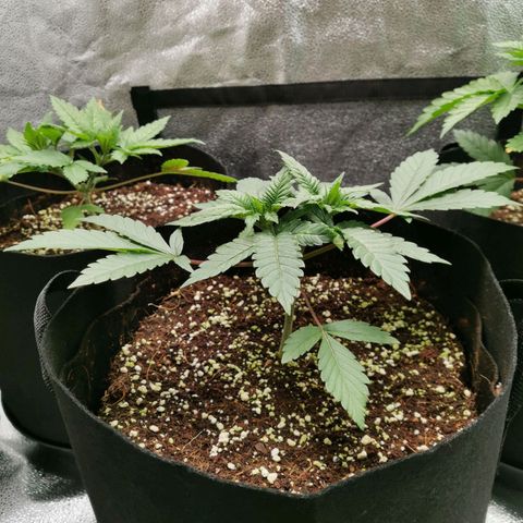 SF2000 - First Grow growlog timeline photo