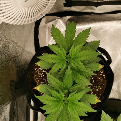 SF2000 - First Grow growlog timeline photo