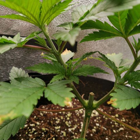 SF2000 - First Grow growlog timeline photo