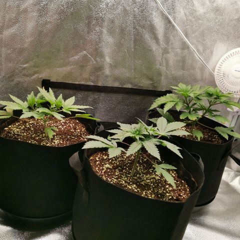 SF2000 - First Grow growlog timeline photo