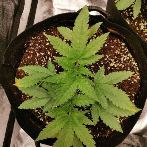 SF2000 - First Grow growlog timeline photo