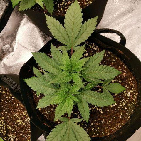 SF2000 - First Grow growlog timeline photo