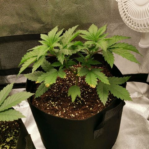 SF2000 - First Grow growlog timeline photo