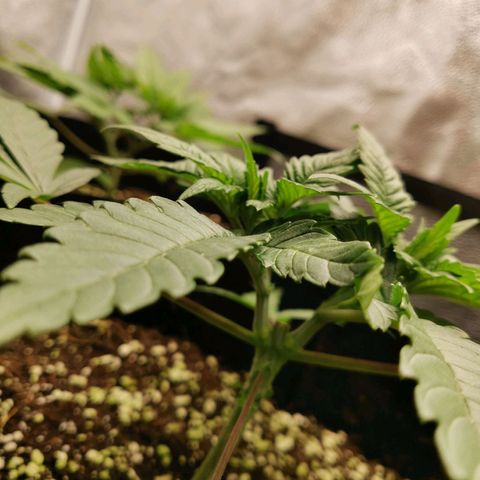 SF2000 - First Grow growlog timeline photo