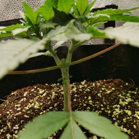 SF2000 - First Grow growlog timeline photo