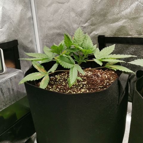 SF2000 - First Grow growlog timeline photo