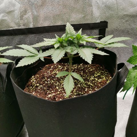 SF2000 - First Grow growlog timeline photo