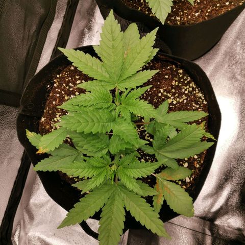SF2000 - First Grow growlog timeline photo