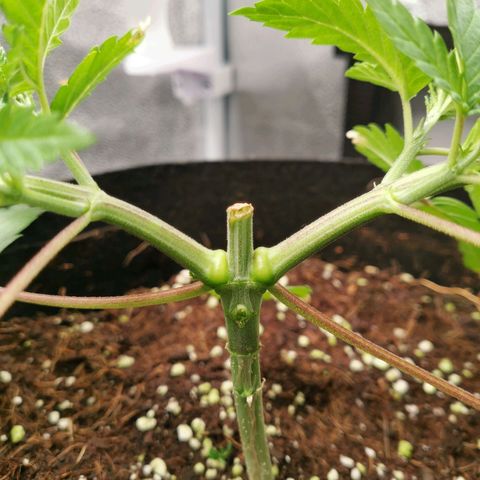 SF2000 - First Grow growlog timeline photo