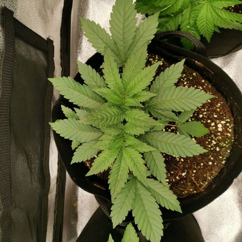 SF2000 - First Grow growlog timeline photo