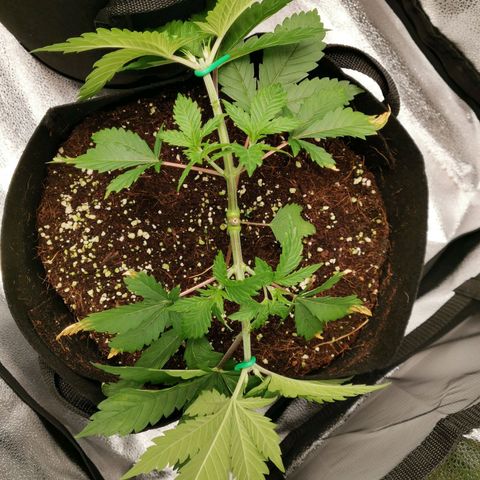 SF2000 - First Grow growlog timeline photo