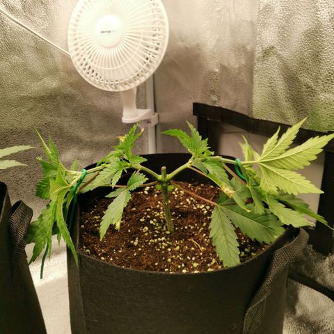 SF2000 - First Grow growlog timeline photo
