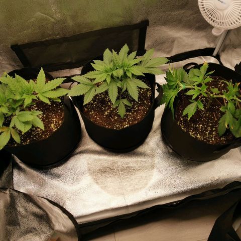 SF2000 - First Grow growlog timeline photo