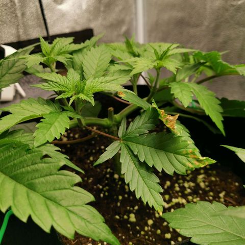 SF2000 - First Grow growlog timeline photo