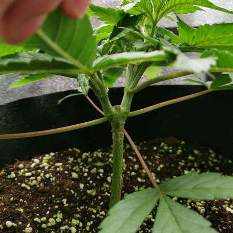SF2000 - First Grow growlog timeline photo