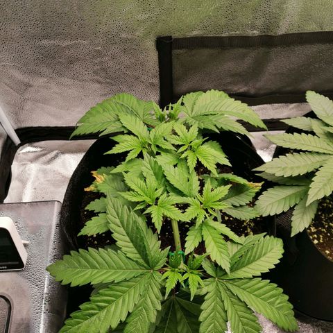 SF2000 - First Grow growlog timeline photo