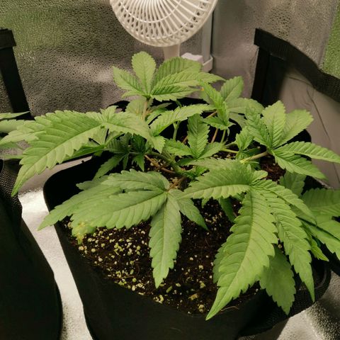 SF2000 - First Grow growlog timeline photo
