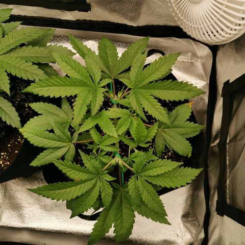 SF2000 - First Grow growlog timeline photo