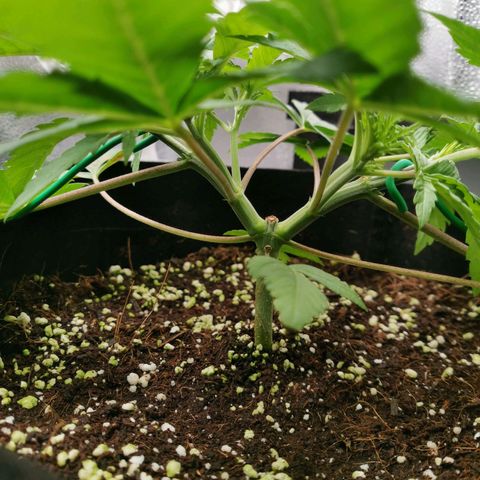 SF2000 - First Grow growlog timeline photo