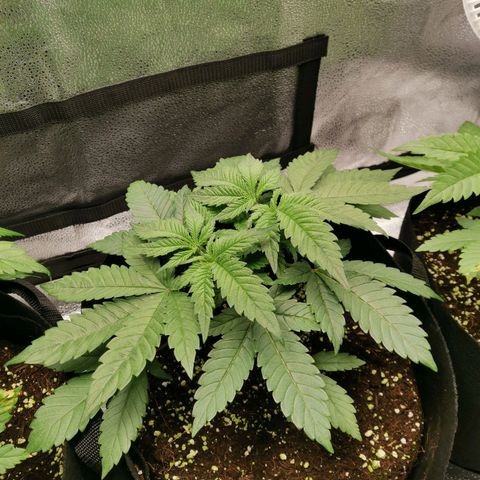 SF2000 - First Grow growlog timeline photo