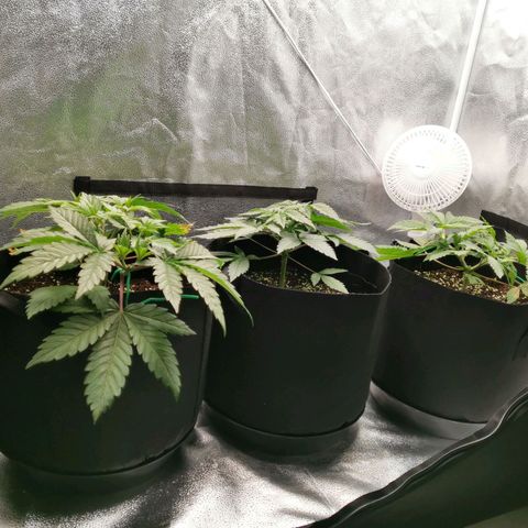 SF2000 - First Grow growlog timeline photo