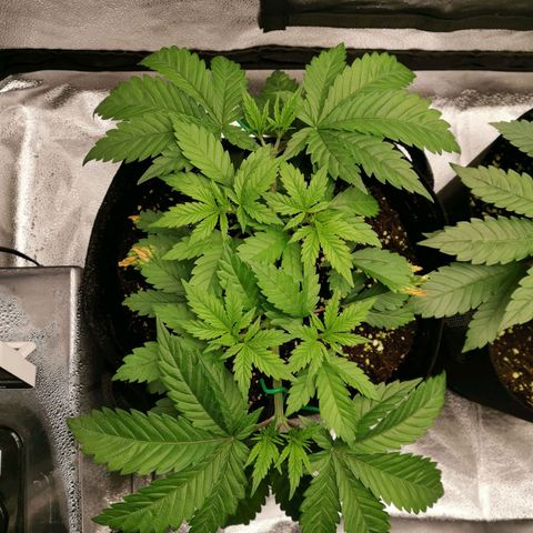 SF2000 - First Grow growlog timeline photo