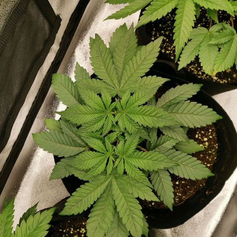 SF2000 - First Grow growlog timeline photo