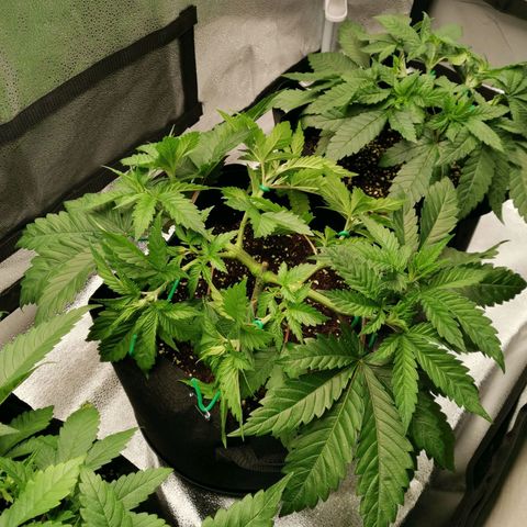 SF2000 - First Grow growlog timeline photo