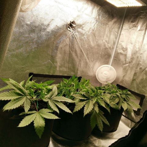 SF2000 - First Grow growlog timeline photo