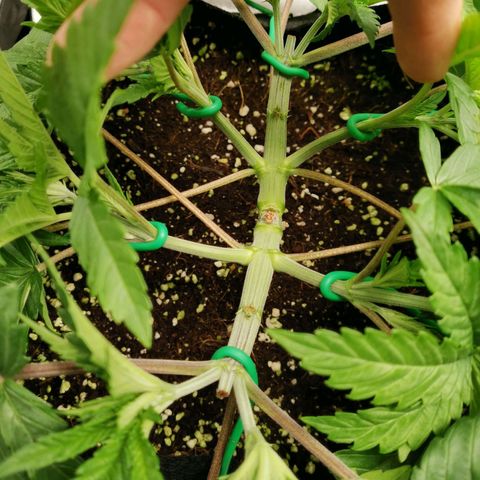SF2000 - First Grow growlog timeline photo