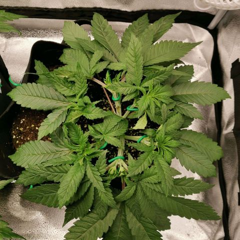 SF2000 - First Grow growlog timeline photo