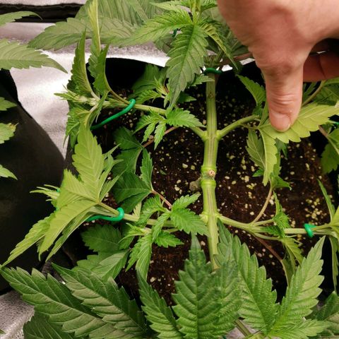 SF2000 - First Grow growlog timeline photo