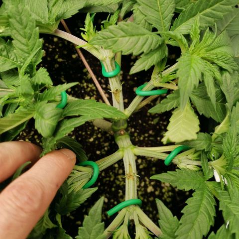 SF2000 - First Grow growlog timeline photo